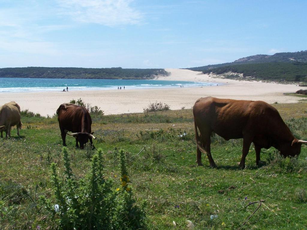 Vivienda Turistica De Alojamiento Rural Silla Vieja Vejer de la Frontera Luaran gambar
